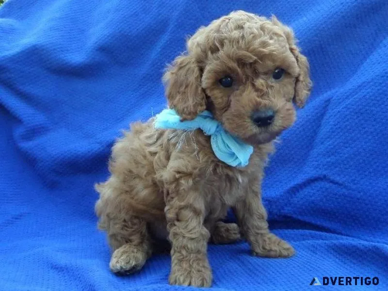 Maltipoo Puppies