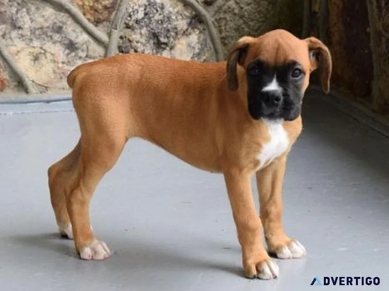 Adorable Boxer Puppies For Sale