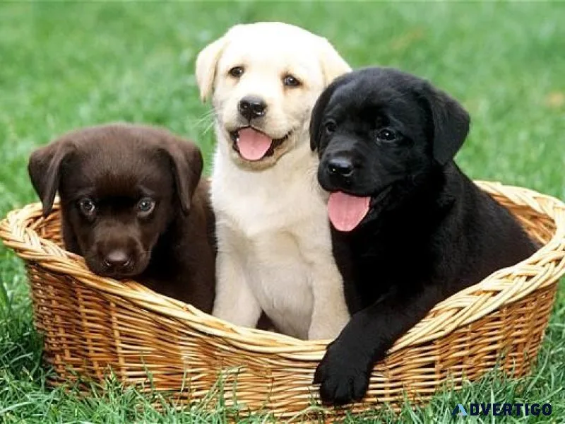 Affordable Labrador Pups