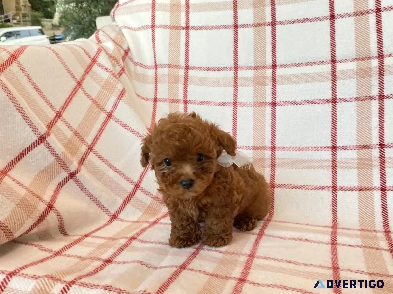 Red Toy Poodle Puppies