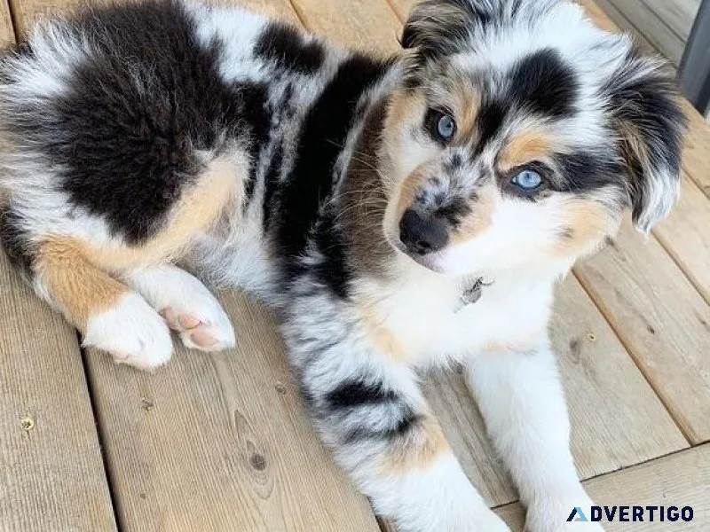Cute Aussie Pups