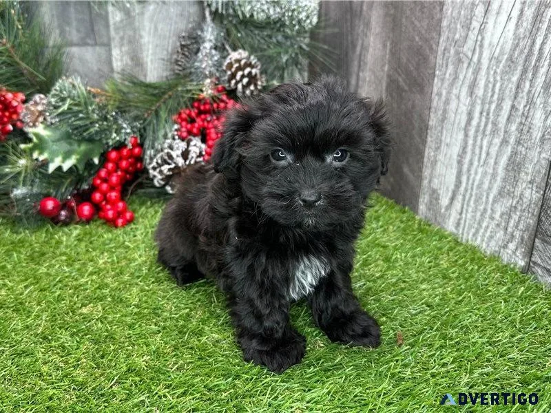 Havanese females and males