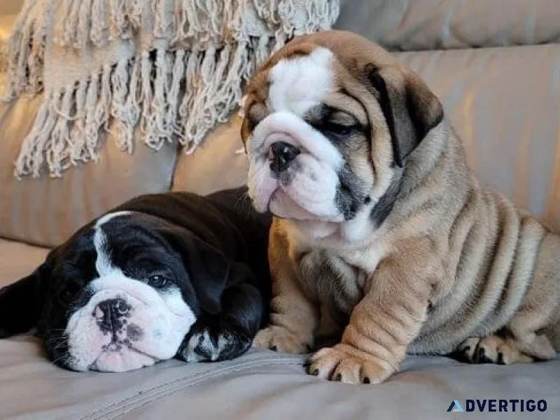 English Bulldog Puppies for Sale