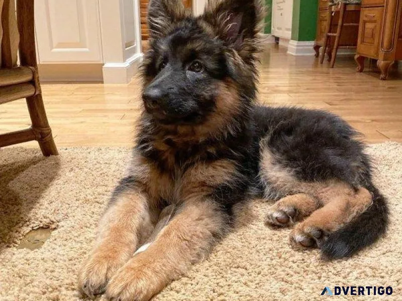 Lovely German Shepherd Puppies