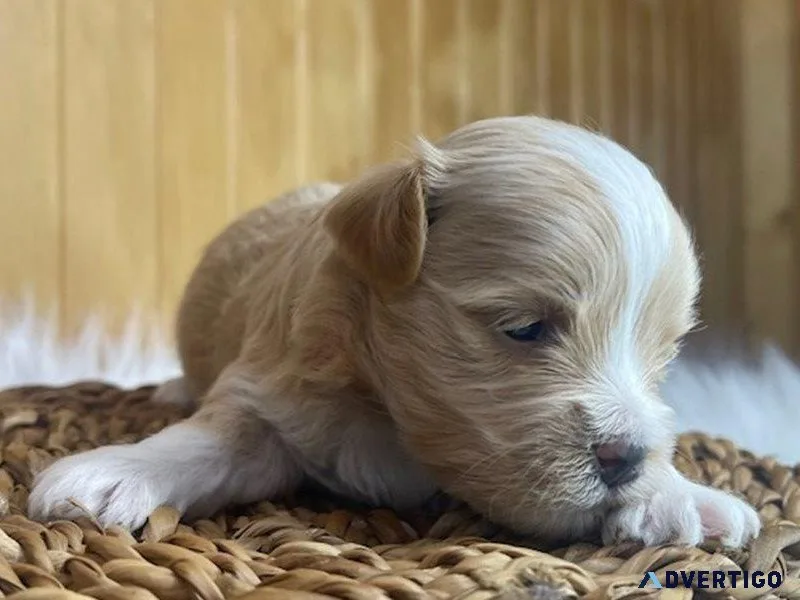 Two left Shih Tzu x havanese puppies