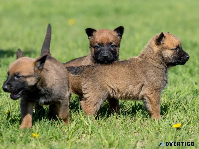 Excellent Malinois puppies Pups