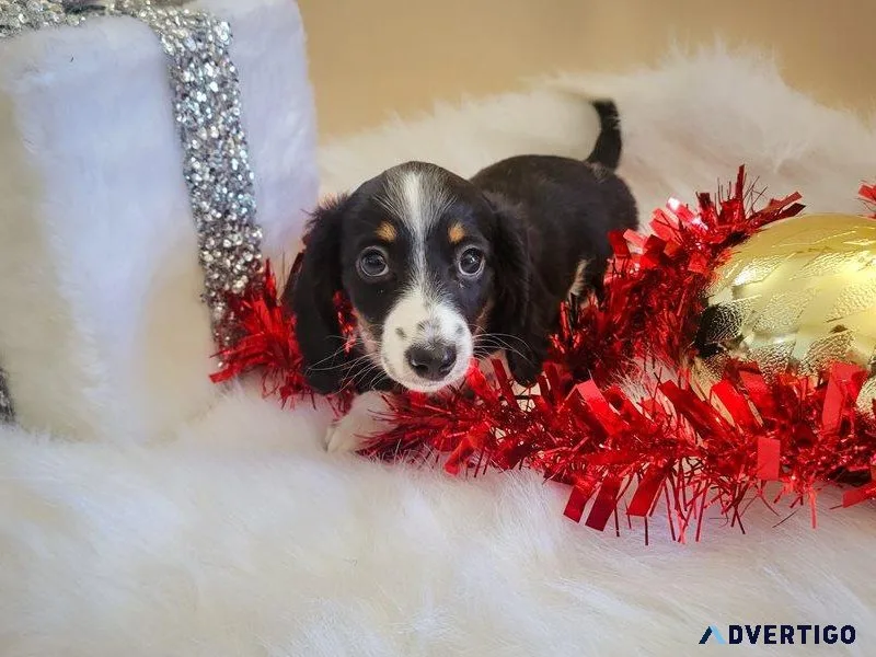 Teckel Dachshund