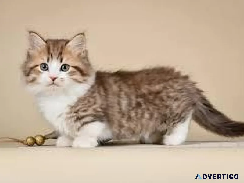 Munchkin cats for sale