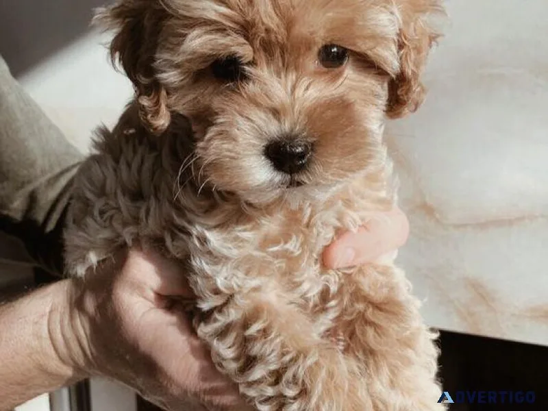 Maltipoo Puppies