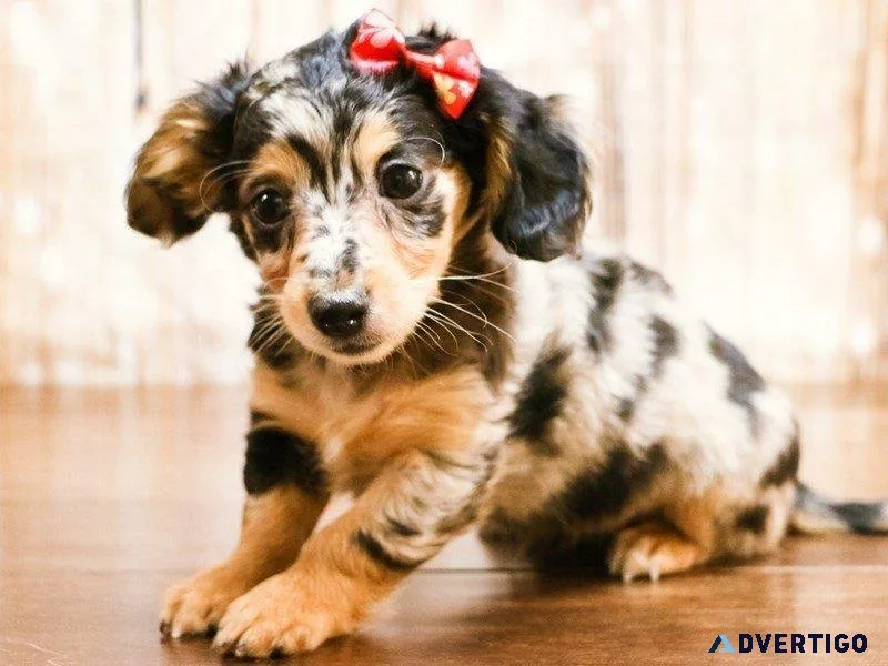 Cute chiweenie puppies
