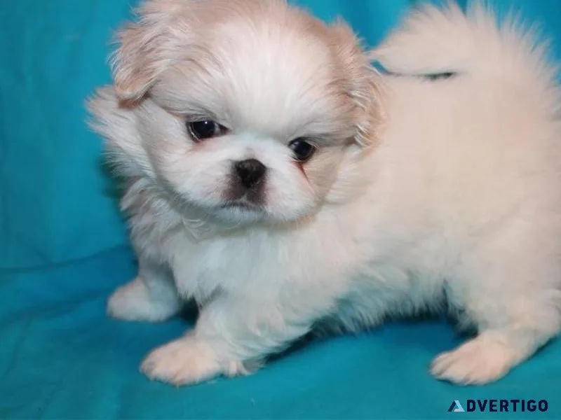 Pekingese Puppies