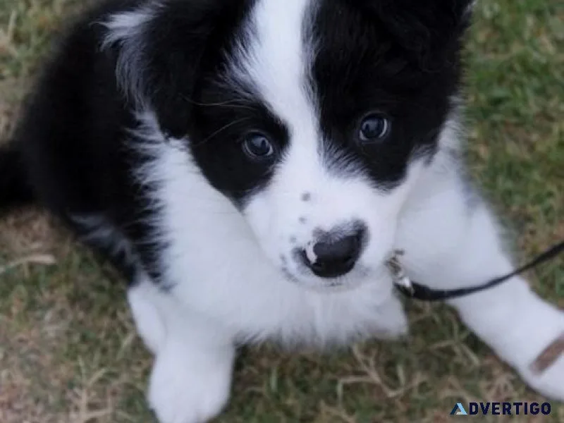 Border Collies Puppies