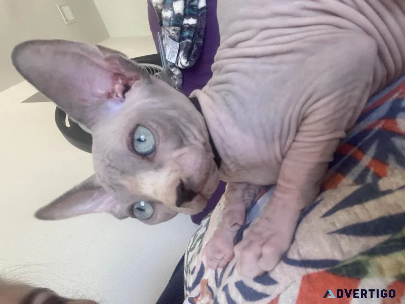 SPHYNX KITTENS