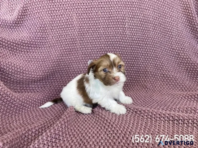 Malshi Puppies