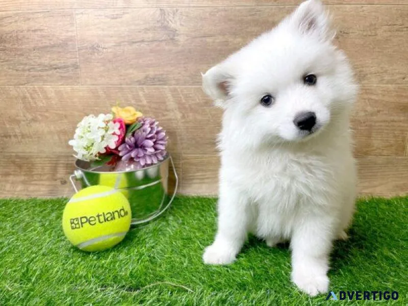 Adorable American Eskimo Pups