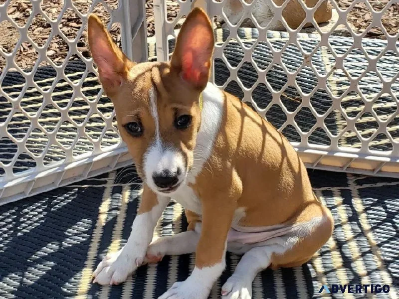 Basenji for Rehoming Loving Companion Seeking Forever Home