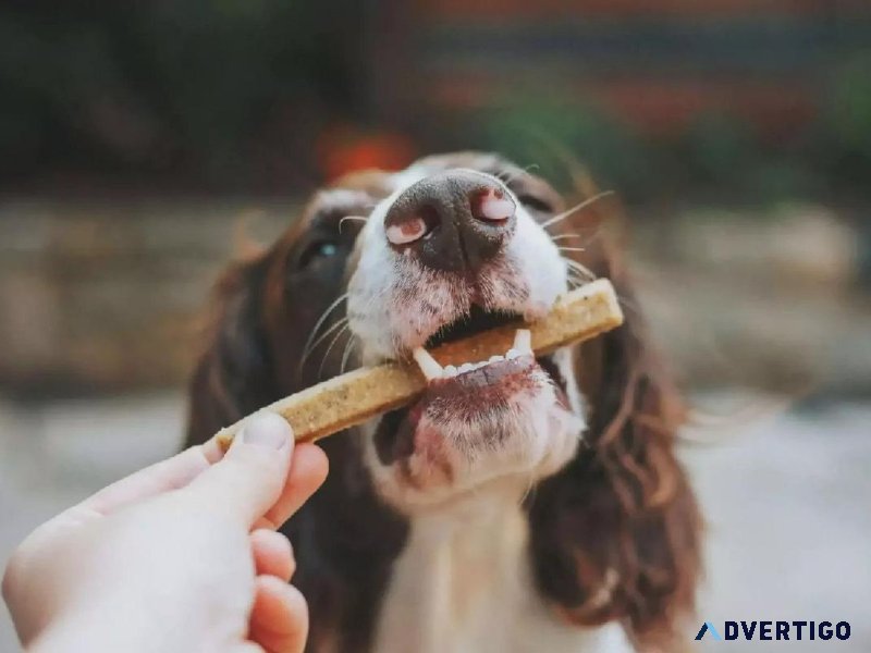 Fall Dog Treats - Veterinarian in Norwalk CA