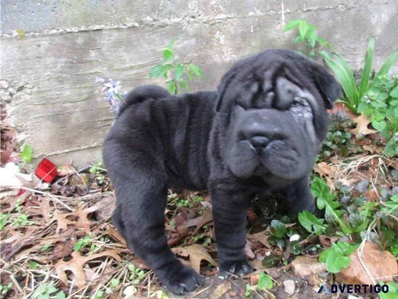 Lovely Chinese Shar-Pei Puppies.
