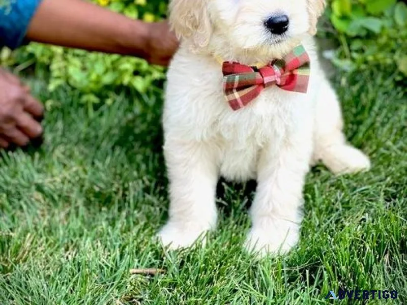 Gorgeous Goldendoodle Puppies