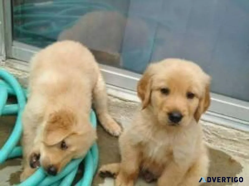 Adorable Golden Retriever Puppies ready