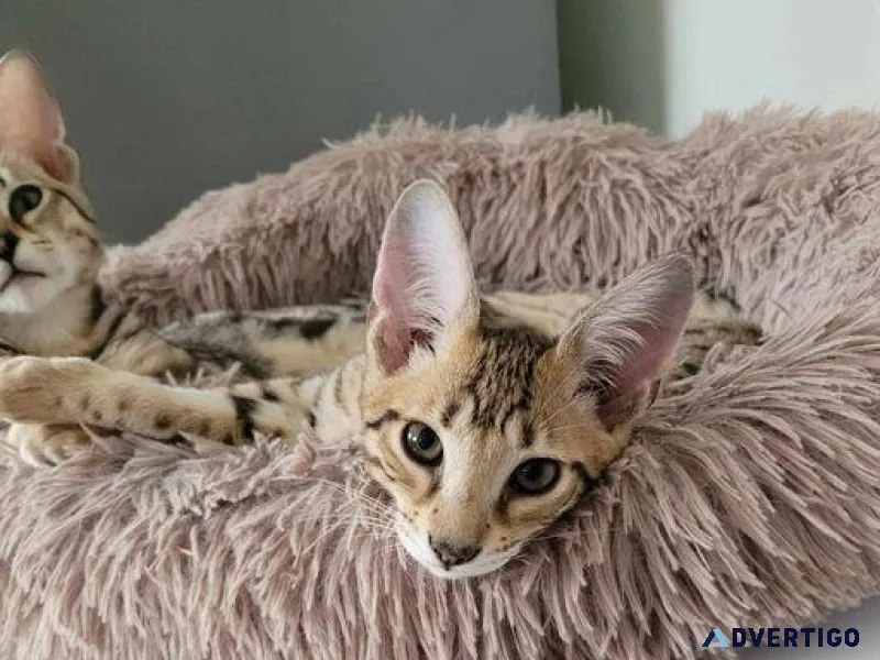 F7 Savannah Kittens for sale