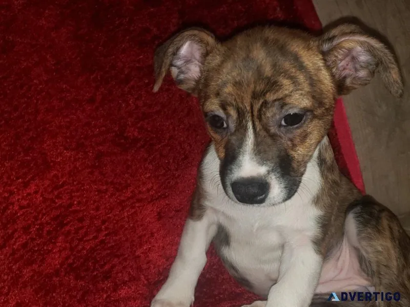 10 week old Jack Russellpit mix puppies