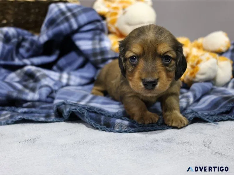 Mini daschund puppy for sale