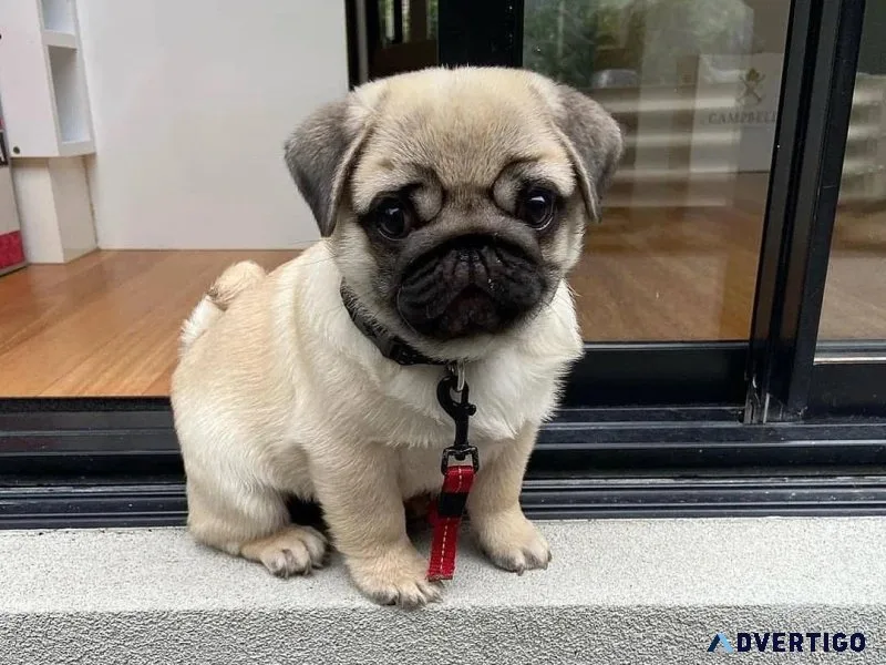 Home Raised Pugs Puppies