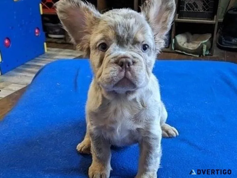 Lovely Frenchy Bull Pups