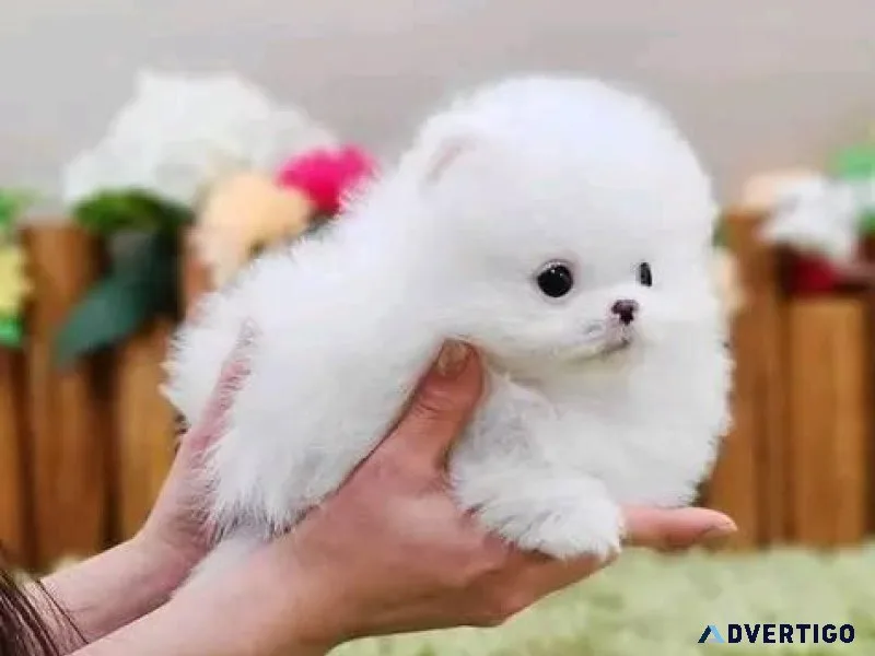 Excellent Pom Pups