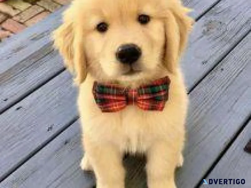 Healthy Golden Retriever Pups