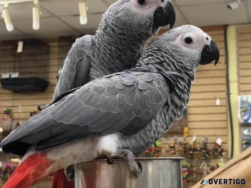 Home of beautiful parrots