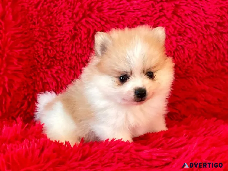 Pomeranian Puppies