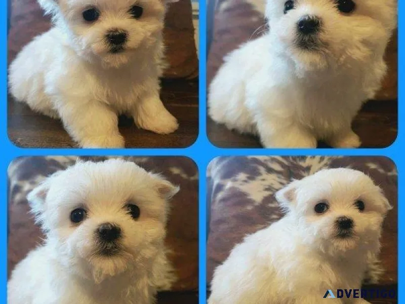 Maltese A.K.C. Puppies Available for Sale