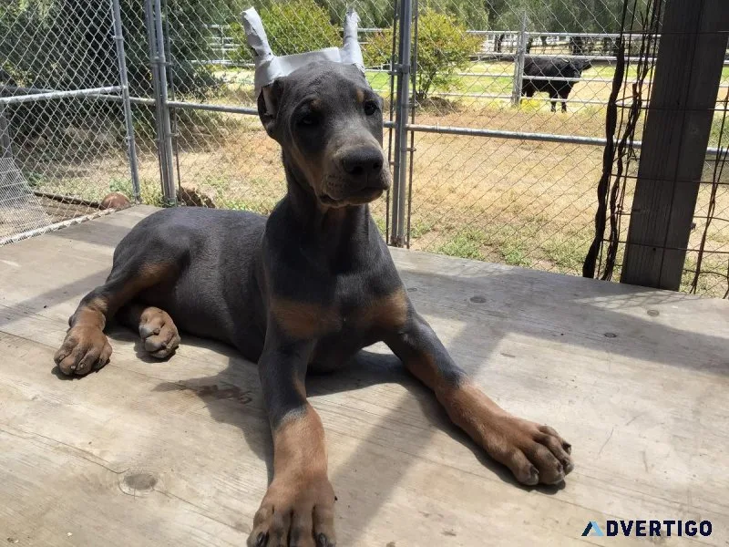 Doberman Pups AKC Colors AmericanEuro