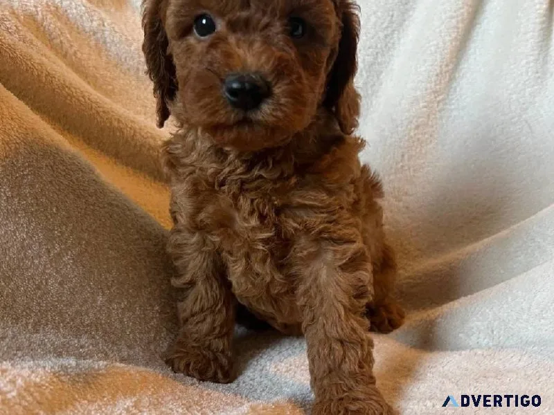 Red Toy Poodle puppy