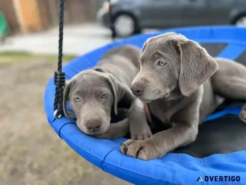 Silver female dogs