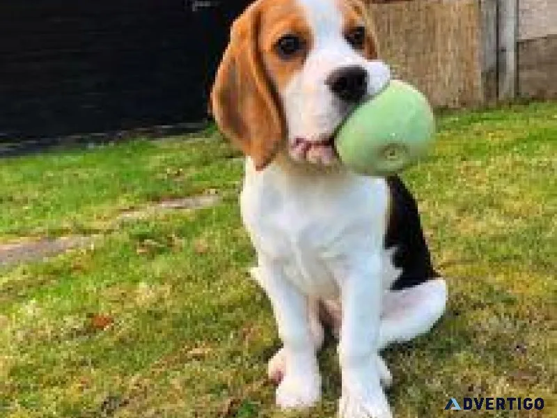 Affordable Beagel Pups