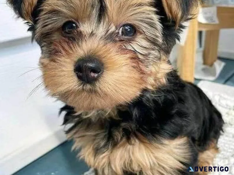 cute yorkie puppies