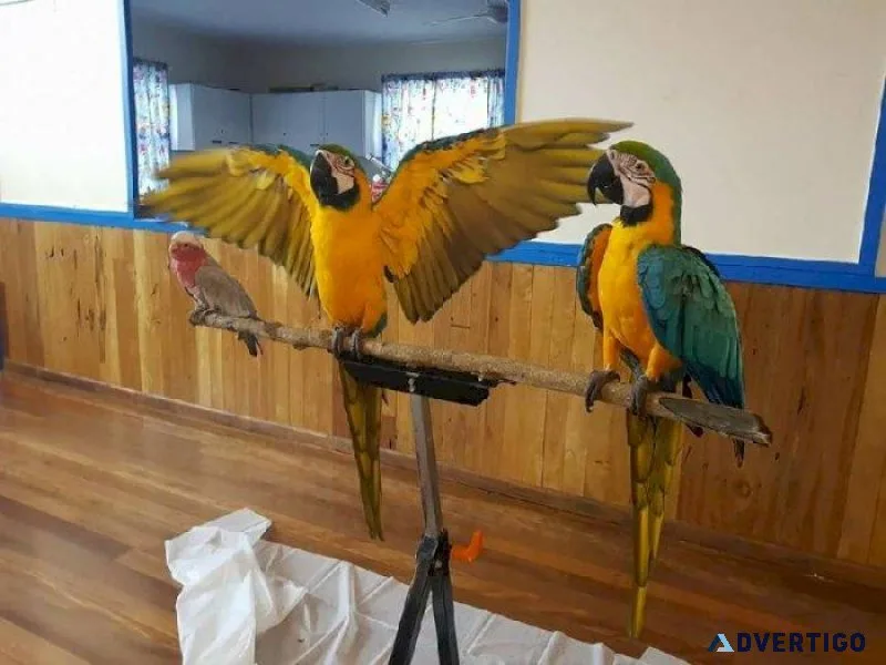 Blue and Gold Macaws Available With Cage and toys.