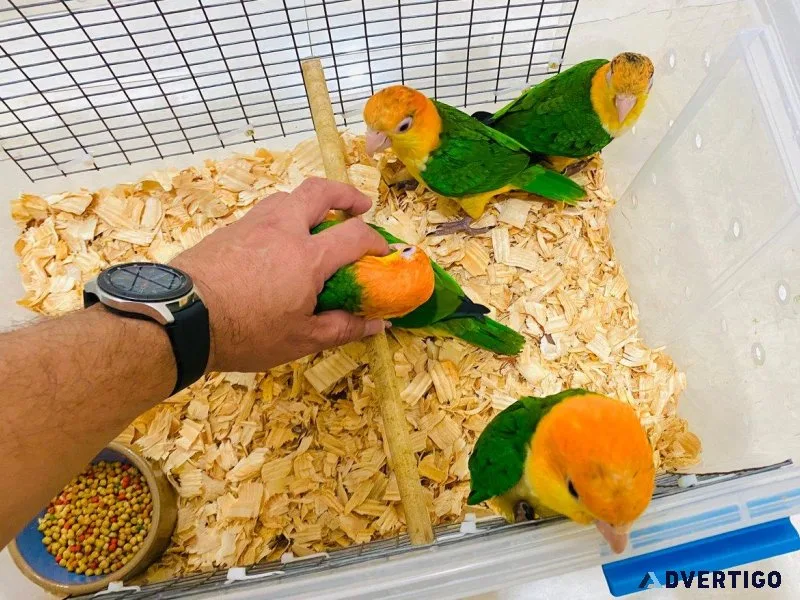 Hand raised white bellied caiques