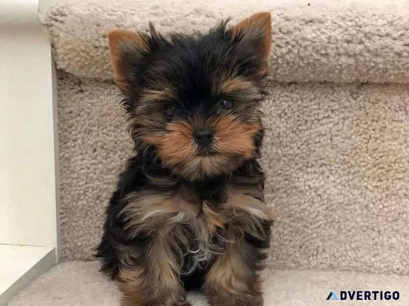 Teacup Yorkies for adoption