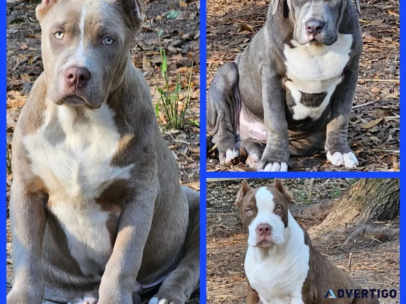 American Bully XL pups