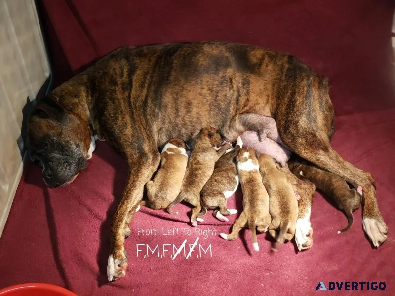 Akc Boxer Puppies