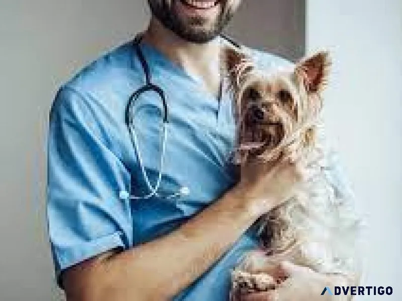 Best Veterinary Doctor in Sector 137 Noida  Vet Land Pet Clinic