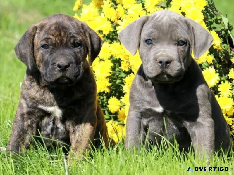 Cane Corso Puppies Ready