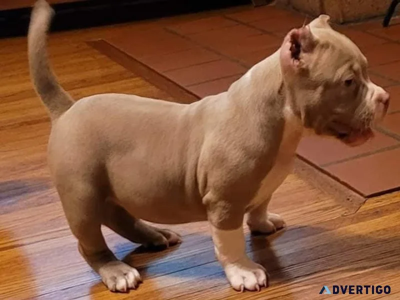 Cute Pitbull Puppies
