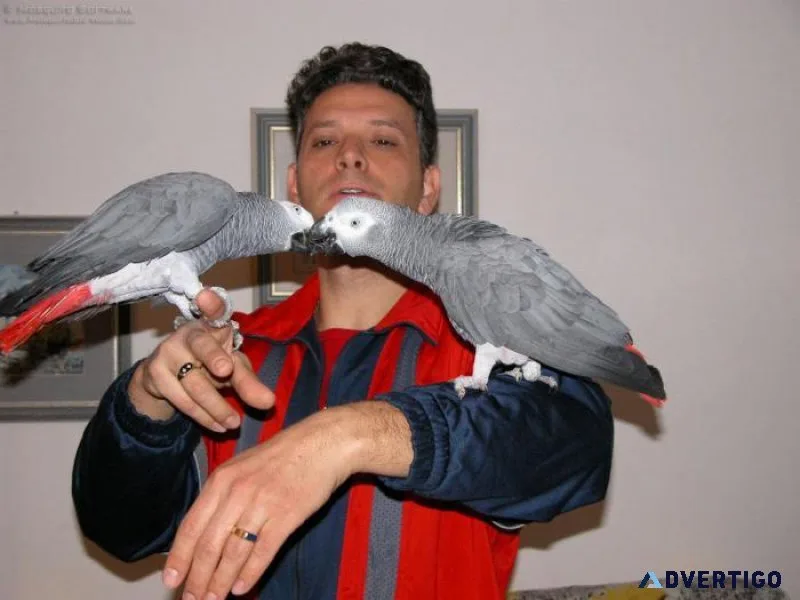 Very Intelligent African Grey Parrots Available