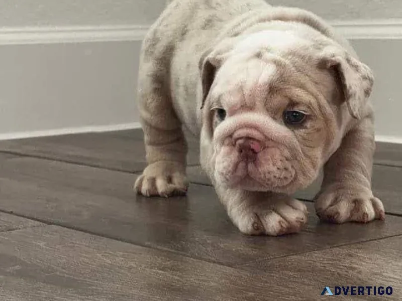 Bulldog_puppies for rehoming near me