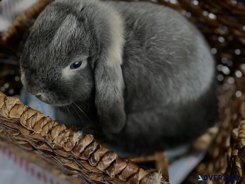 Holland lop bunny